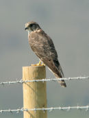Female Merlin